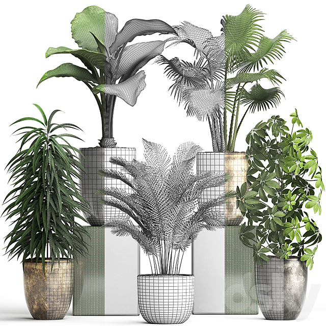 Plant collection 354. luxury pot flowerpot indoor plants fan palm alocasia Schefflera Ficus Alii luxury pot 3ds Max - thumbnail 3