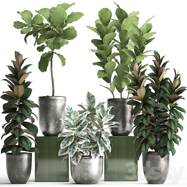 Plant collection 355. Ornamental trees Ficus Lyrata Ficus robusta indoor pot flowerpot luxury luxury decor ficus abidjan 3DS Max - thumbnail 1