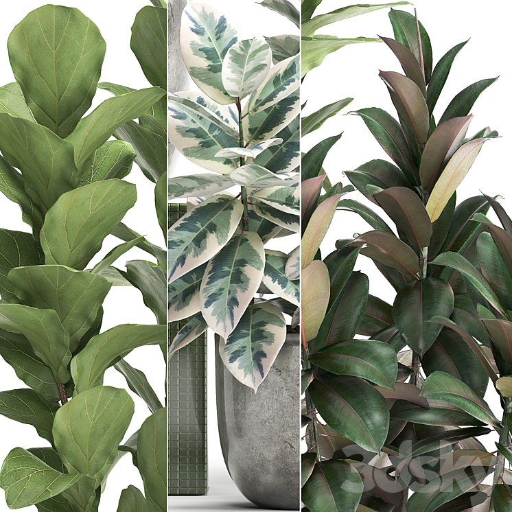 Plant collection 355. Ornamental trees Ficus Lyrata Ficus robusta indoor pot flowerpot luxury luxury decor ficus abidjan 3DS Max - thumbnail 2