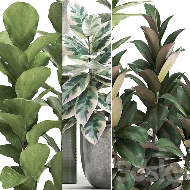 Plant collection 355. Ornamental trees. Ficus Lyrata. Ficus robusta. indoor. pot. flowerpot. luxury. luxury decor. ficus abidjan 3DSMax File - thumbnail 2