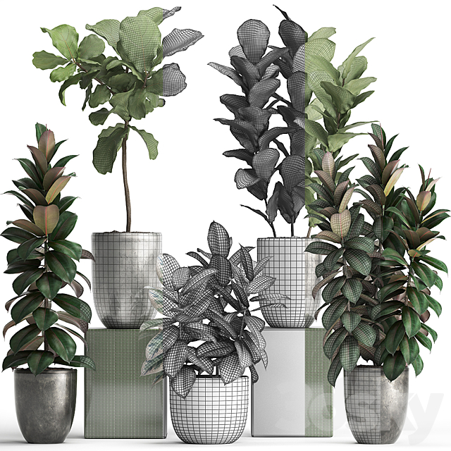 Plant collection 355. Ornamental trees. Ficus Lyrata. Ficus robusta. indoor. pot. flowerpot. luxury. luxury decor. ficus abidjan 3DSMax File - thumbnail 3