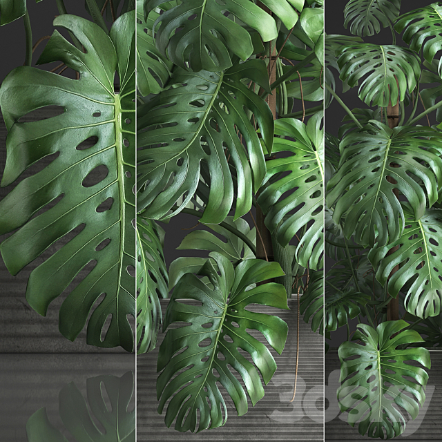 Plant collection 356. Monstera thickets bushes indoor plants pot flowerpot concrete phytowall phytomodule exotic 3DS Max Model - thumbnail 2