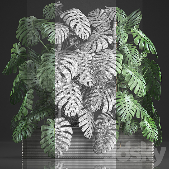 Plant collection 356. Monstera thickets bushes indoor plants pot flowerpot concrete phytowall phytomodule exotic 3DS Max Model - thumbnail 3