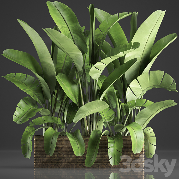 Plant collection 358. Banana thickets strelitzia pot flowerpot concrete indoor plants strelitzia exotic 3DS Max - thumbnail 1