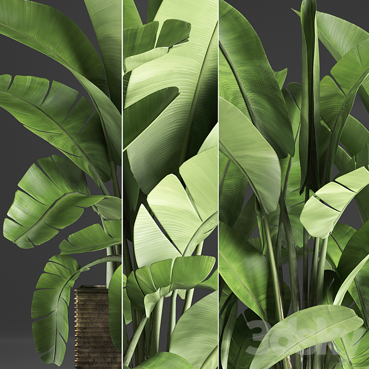 Plant collection 358. Banana thickets strelitzia pot flowerpot concrete indoor plants strelitzia exotic 3DS Max - thumbnail 2