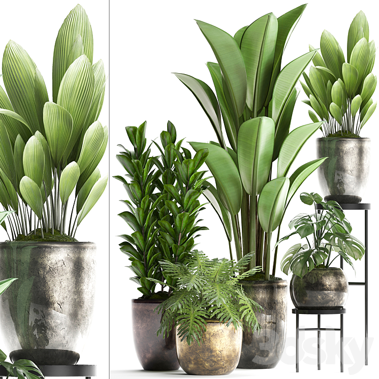 Plant Collection 361. luxury flowerpot Philodendron monstera banana palm grass indoor plants luxury interior strelitzia 3DS Max - thumbnail 1