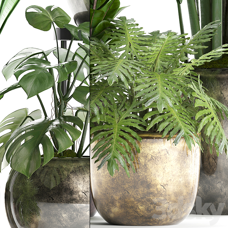 Plant Collection 361. luxury flowerpot Philodendron monstera banana palm grass indoor plants luxury interior strelitzia 3DS Max - thumbnail 2