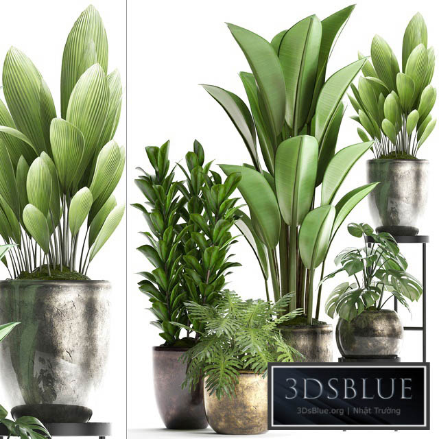 Plant Collection 361. luxury flowerpot Philodendron monstera banana palm grass indoor plants luxury interior strelitzia 3DS Max - thumbnail 3