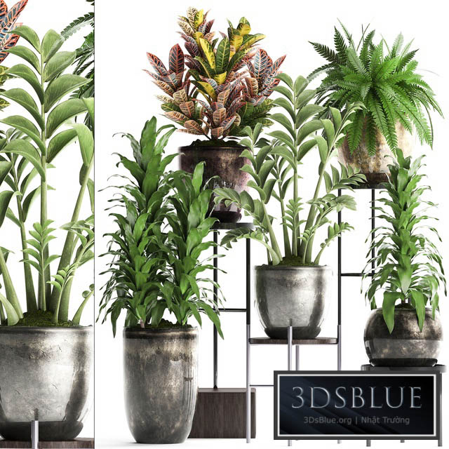 Plant Collection 362. luxury flowerpot croton fern Zamioculcas indoor plants luxury flowerpot flower stand interior 3DS Max - thumbnail 3