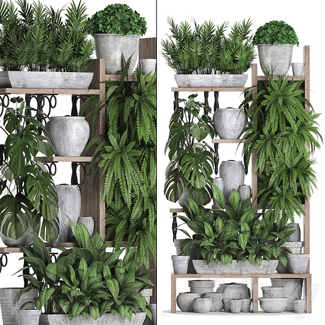 Plant Collection 369. Shelf with flowers fern flowerpot greenery vertical garden concrete pot phytowall phytomodule pots eco design Areca palm 3ds Max - thumbnail 2