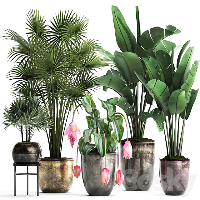 Plant Collection 373. Exotic plants fan palm banana rapis strelitzia bush luxury pot flowerpot decor Raphis palm 3ds Max - thumbnail 1