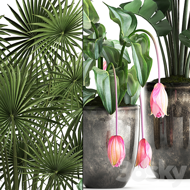 Plant Collection 373. Exotic plants fan palm banana rapis strelitzia bush luxury pot flowerpot decor Raphis palm 3ds Max - thumbnail 2