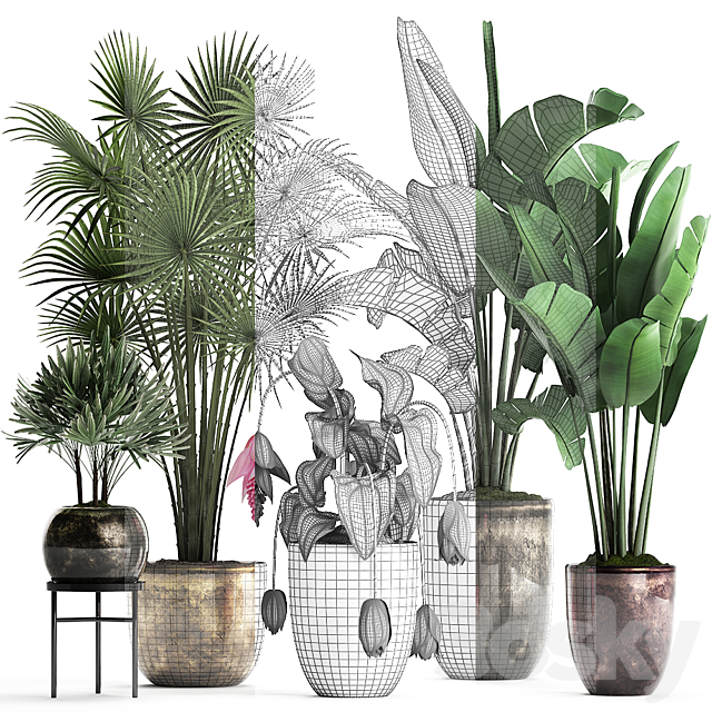 Plant Collection 373. Exotic plants fan palm banana rapis strelitzia bush luxury pot flowerpot decor Raphis palm 3ds Max - thumbnail 3