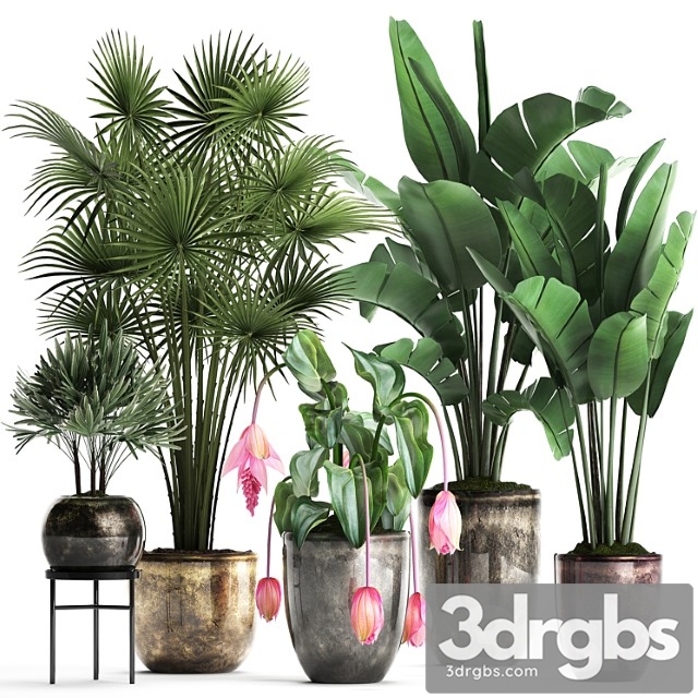 Plant collection 373. exotic plants, fan palm, banana, rapis, strelitzia, bush, luxury pot, flowerpot, decor, raphis palm - thumbnail 1