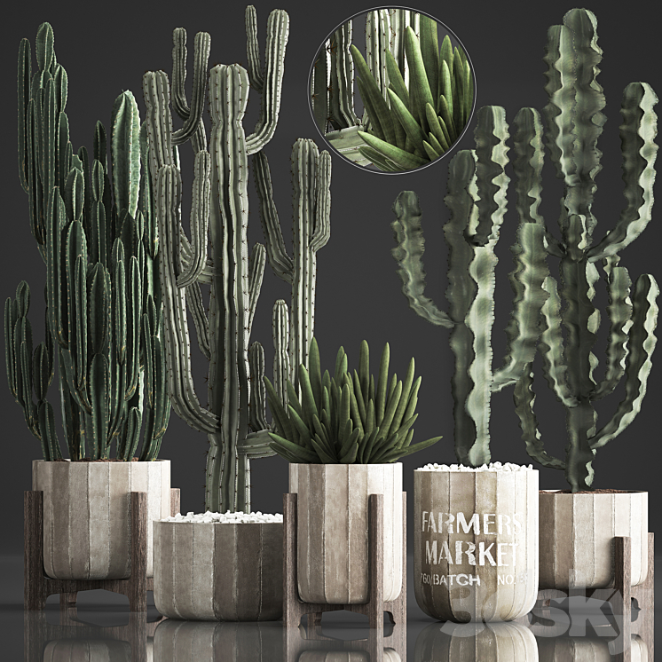 Plant Collection 374. Cactus concrete flowerpot cereus spurge carnegia indoor cactus desert plants concrete pot 3DS Max - thumbnail 1