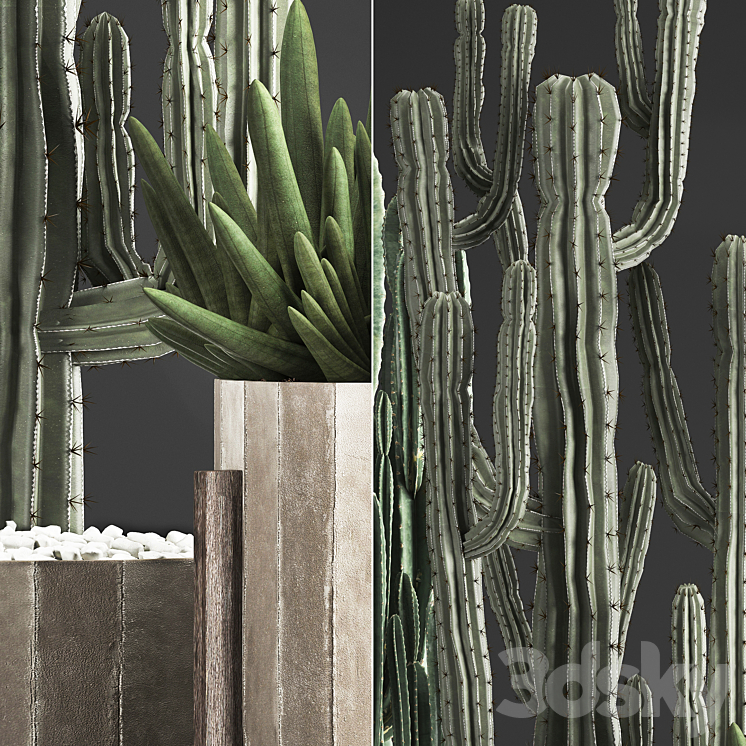 Plant Collection 374. Cactus concrete flowerpot cereus spurge carnegia indoor cactus desert plants concrete pot 3DS Max - thumbnail 2