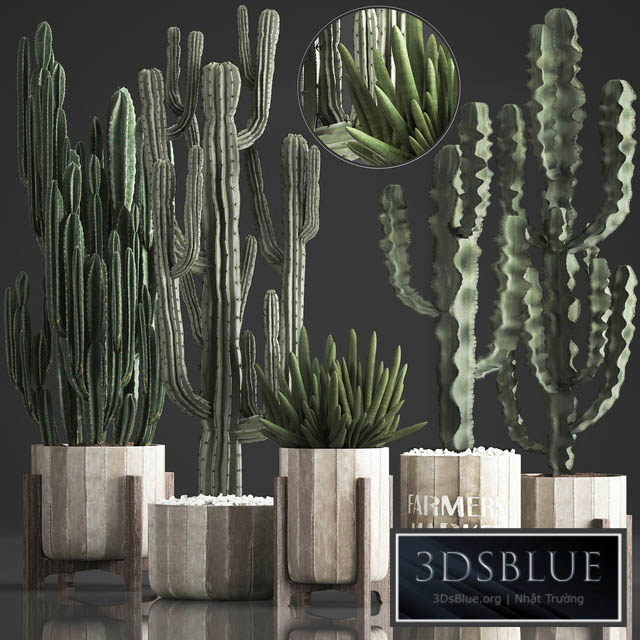 Plant Collection 374. Cactus concrete flowerpot cereus spurge carnegia indoor cactus desert plants concrete pot 3DS Max - thumbnail 3