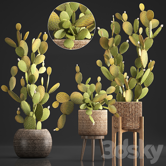 Plant Collection 375. Cactus set. cacti. basket. rattan. prickly pear. indoor cactus. Prickly pear. eco style. design. natural materials 3DSMax File - thumbnail 1