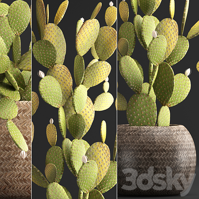 Plant Collection 375. Cactus set. cacti. basket. rattan. prickly pear. indoor cactus. Prickly pear. eco style. design. natural materials 3DSMax File - thumbnail 2