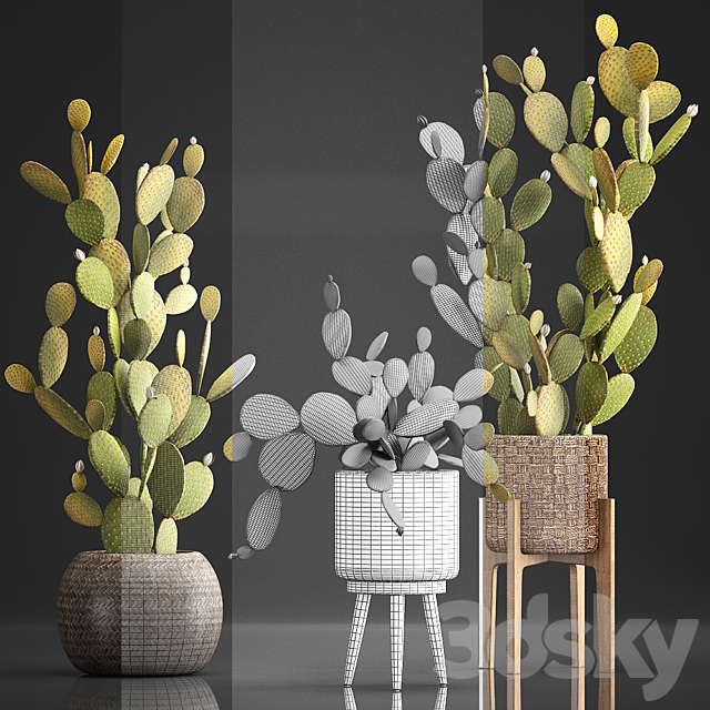 Plant Collection 375. Cactus set. cacti. basket. rattan. prickly pear. indoor cactus. Prickly pear. eco style. design. natural materials 3DSMax File - thumbnail 3