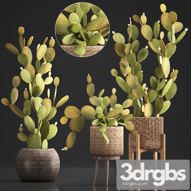 Plant collection 375. cactus set. cacti, basket, rattan, prickly pear, indoor cactus, prickly pear, eco style, design, natural materials - thumbnail 1