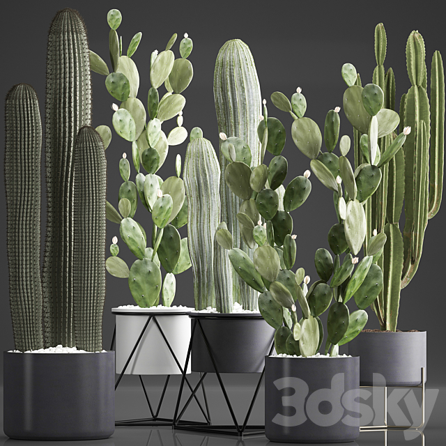 Plant Collection 376. Cactus set. Black pot flowerpot cactus Opuntia Carnegia spurge cireus Prickly pear indoor cacti interior desert plants 3ds Max - thumbnail 1