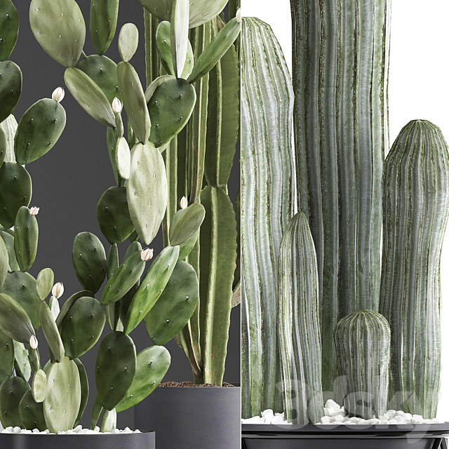 Plant Collection 376. Cactus set. Black pot flowerpot cactus Opuntia Carnegia spurge cireus Prickly pear indoor cacti interior desert plants 3ds Max - thumbnail 2