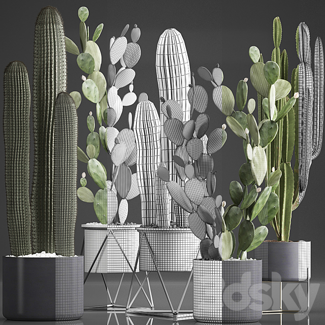 Plant Collection 376. Cactus set. Black pot flowerpot cactus Opuntia Carnegia spurge cireus Prickly pear indoor cacti interior desert plants 3ds Max - thumbnail 3