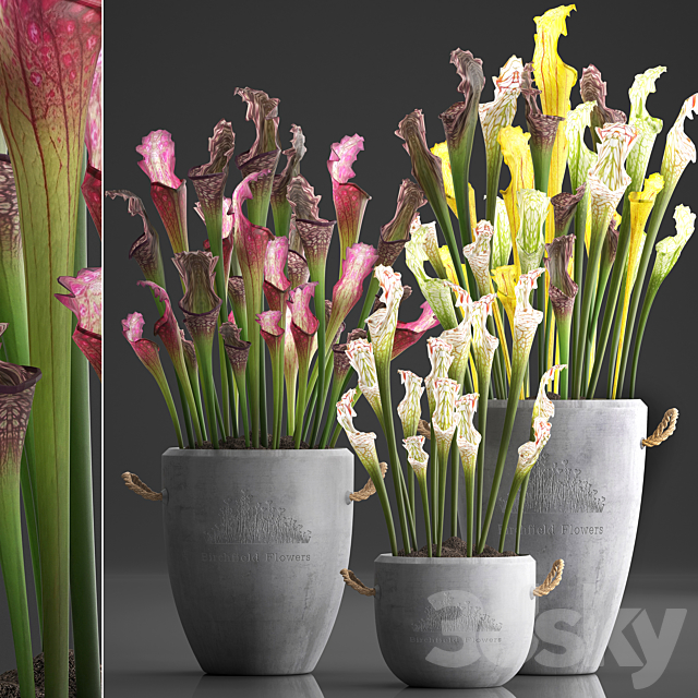 Plant Collection 377.Sarracenia concrete pot flowerpot exotic flowers indoor plants 3ds Max - thumbnail 1