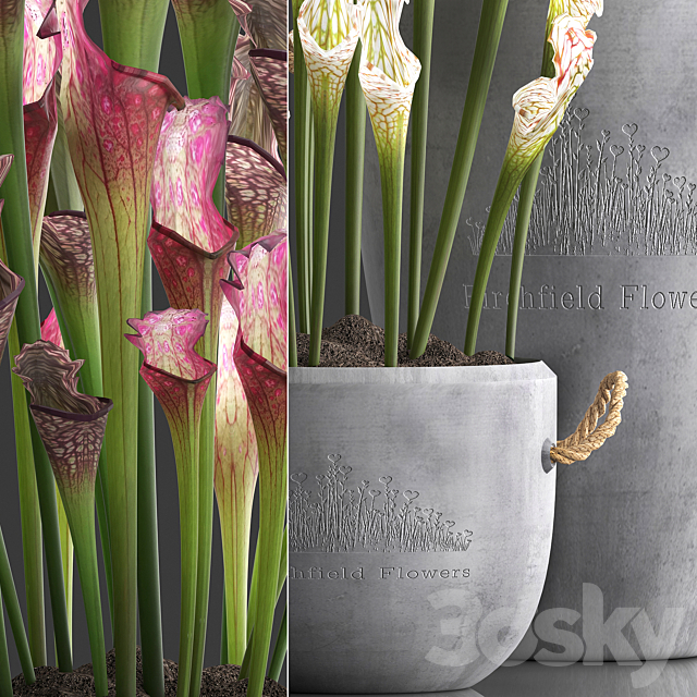 Plant Collection 377.Sarracenia concrete pot flowerpot exotic flowers indoor plants 3ds Max - thumbnail 2