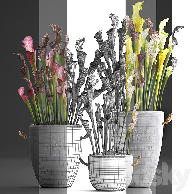 Plant Collection 377.Sarracenia concrete pot flowerpot exotic flowers indoor plants 3ds Max - thumbnail 3