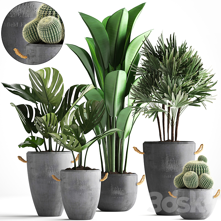 Plant Collection 378. Monstera banana rapis palm cactus pot flowerpot exotic plants concrete outdoor exotic Raphis palm strelitzia 3DS Max - thumbnail 1