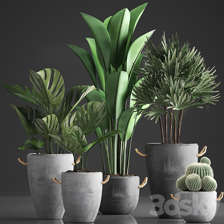 Plant Collection 378. Monstera banana rapis palm cactus pot flowerpot exotic plants concrete outdoor exotic Raphis palm strelitzia 3DS Max - thumbnail 2