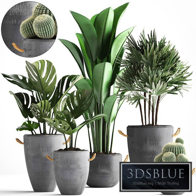 Plant Collection 378. Monstera banana rapis palm cactus pot flowerpot exotic plants concrete outdoor exotic Raphis palm strelitzia 3DS Max - thumbnail 3