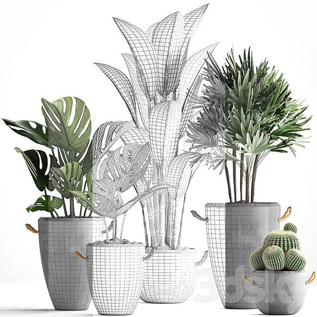 Plant Collection 378. Monstera. banana. rapis palm. cactus. pot. flowerpot. exotic plants. concrete. outdoor. exotic. Raphis palm. strelitzia 3DSMax File - thumbnail 3