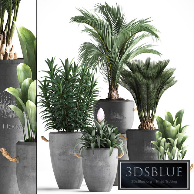 Plant Collection 379. Concrete pot ornamental palm tree bromeliad date palm oleander indoor plants outdoor bushes interior exotic 3DS Max - thumbnail 3