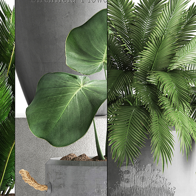 Plant Collection 381. Banana palm Cycas palm tree exotic plant outdoor concrete flowerpot strelitzia bushes 3DS Max Model - thumbnail 2