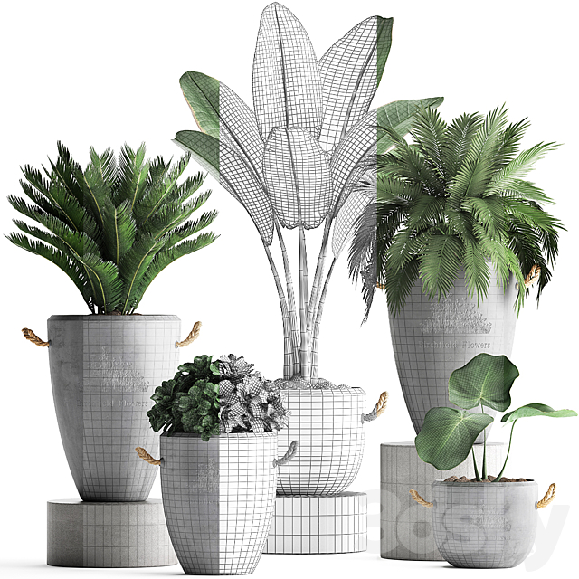 Plant Collection 381. Banana palm Cycas palm tree exotic plant outdoor concrete flowerpot strelitzia bushes 3DS Max Model - thumbnail 3