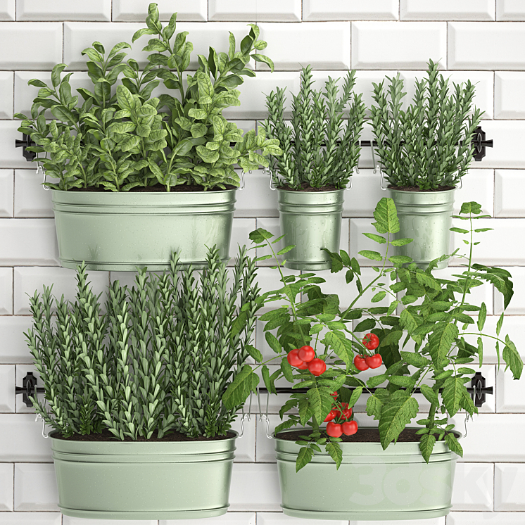 Plant Collection 384. Kitchen garden kitchen garden kitchen apron tiles vegetables herbs tomatoes rosemary basil railing 3DS Max - thumbnail 1