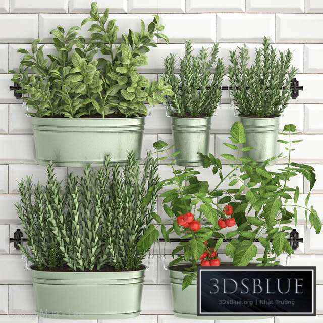 Plant Collection 384. Kitchen garden kitchen garden kitchen apron tiles vegetables herbs tomatoes rosemary basil railing 3DS Max - thumbnail 3