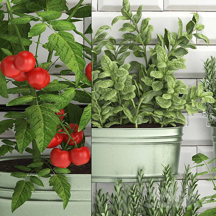 Plant Collection 384. Kitchen garden kitchen garden kitchen apron tiles vegetables herbs tomatoes rosemary basil railing 3DS Max - thumbnail 2