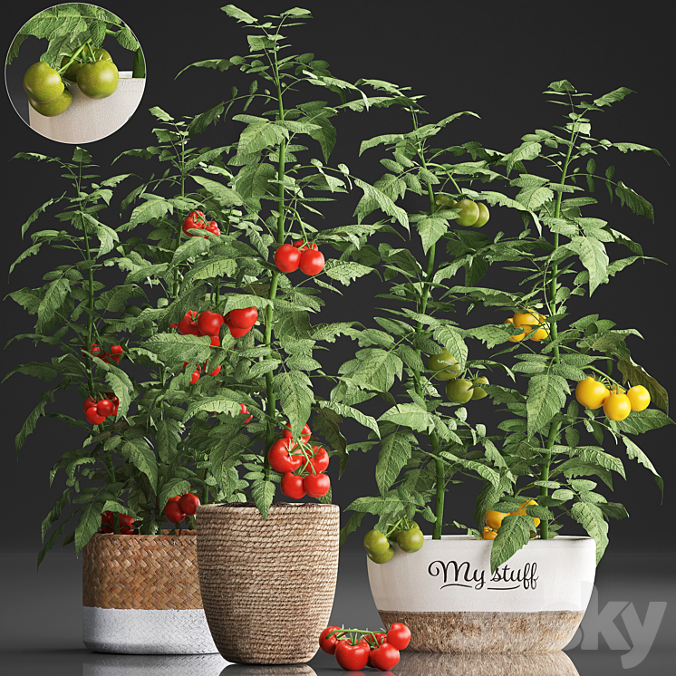 Plant Collection 385. Tomato. Kitchen garden kitchen garden vegetables tomatoes pots kitchen greens 3DS Max - thumbnail 1