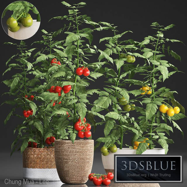 Plant Collection 385. Tomato. Kitchen garden kitchen garden vegetables tomatoes pots kitchen greens 3DS Max - thumbnail 3