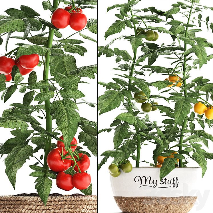 Plant Collection 385. Tomato. Kitchen garden kitchen garden vegetables tomatoes pots kitchen greens 3DS Max - thumbnail 2