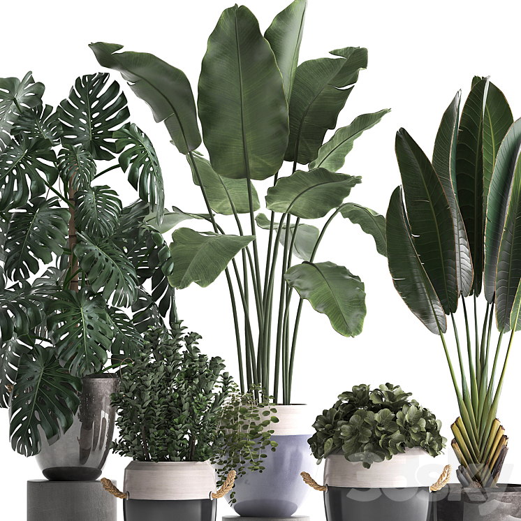 Plant Collection 396. Banana palm banana strelitzia monstera indoor plants ravenala stylish strelitzia bushes 3DS Max - thumbnail 2