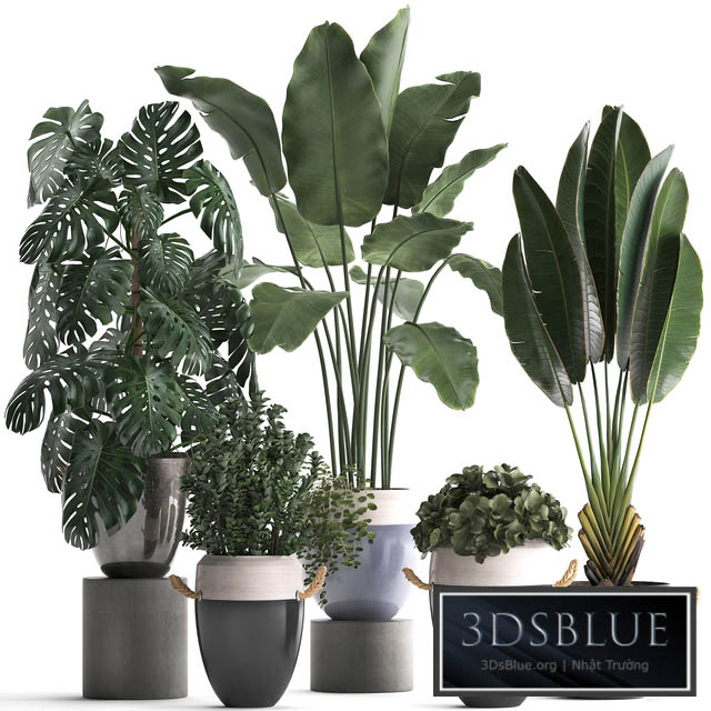 Plant Collection 396. Banana palm banana strelitzia monstera indoor plants ravenala stylish strelitzia bushes 3DS Max - thumbnail 3