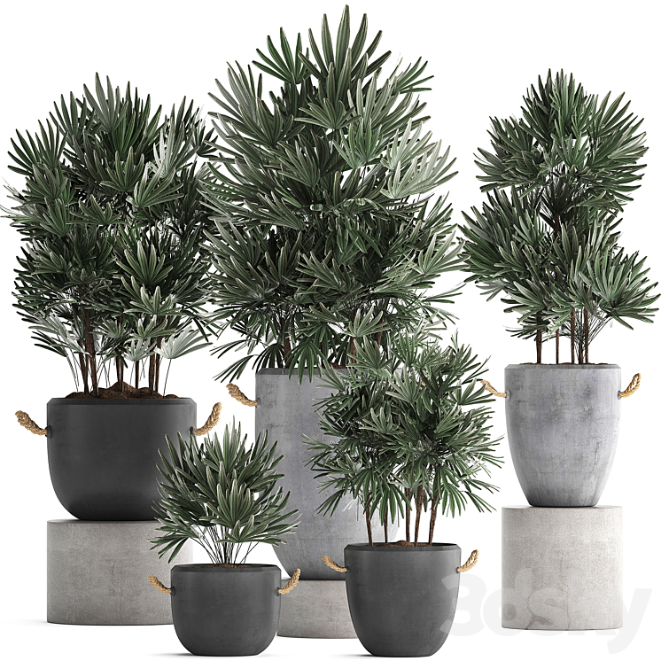 Plant Collection 414. Concrete pot black flowerpot loft indoor plants outdoor bushes Raphis Palm 3DS Max - thumbnail 1