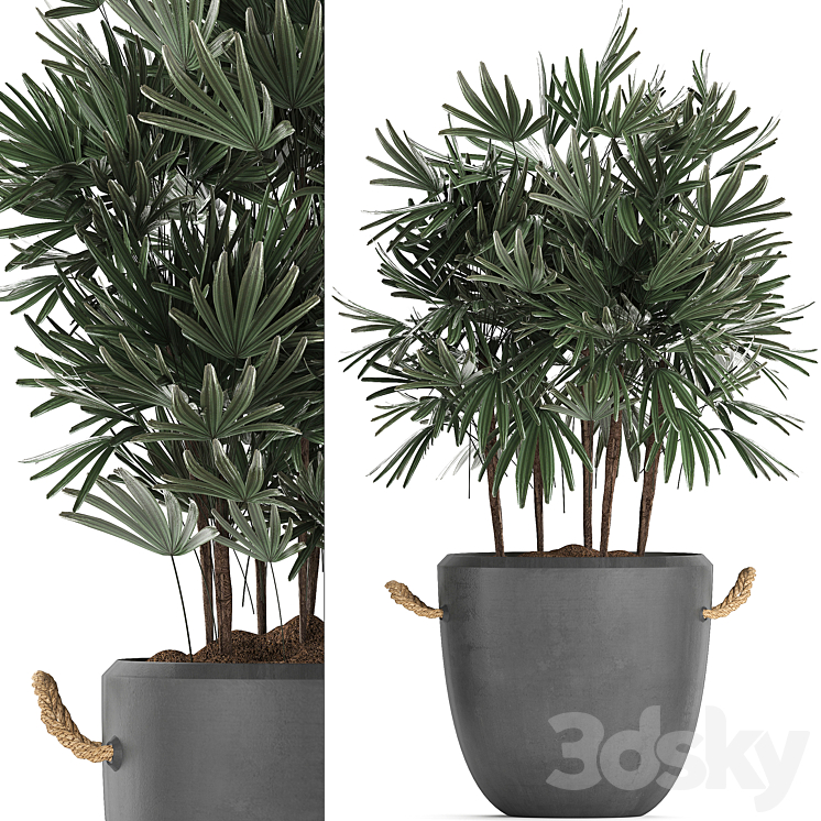 Plant Collection 414. Concrete pot black flowerpot loft indoor plants outdoor bushes Raphis Palm 3DS Max - thumbnail 2