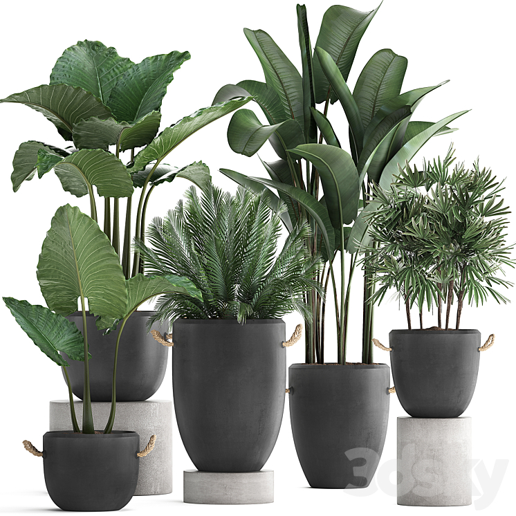 Plant Collection 415. Concrete pot black flowerpot banana rapis alocasia palm tree loft strelitzia Raphis Palm 3DS Max - thumbnail 1