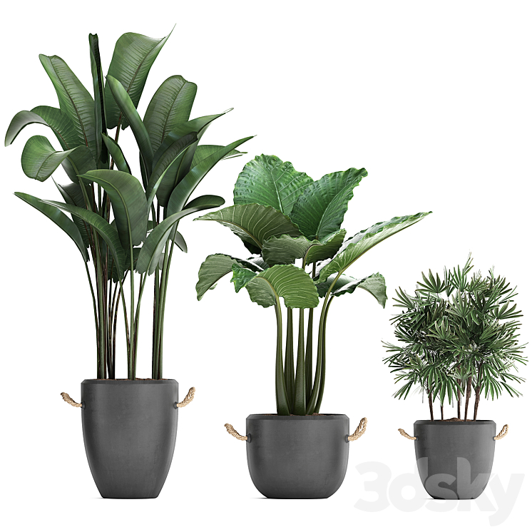 Plant Collection 415. Concrete pot black flowerpot banana rapis alocasia palm tree loft strelitzia Raphis Palm 3DS Max - thumbnail 2